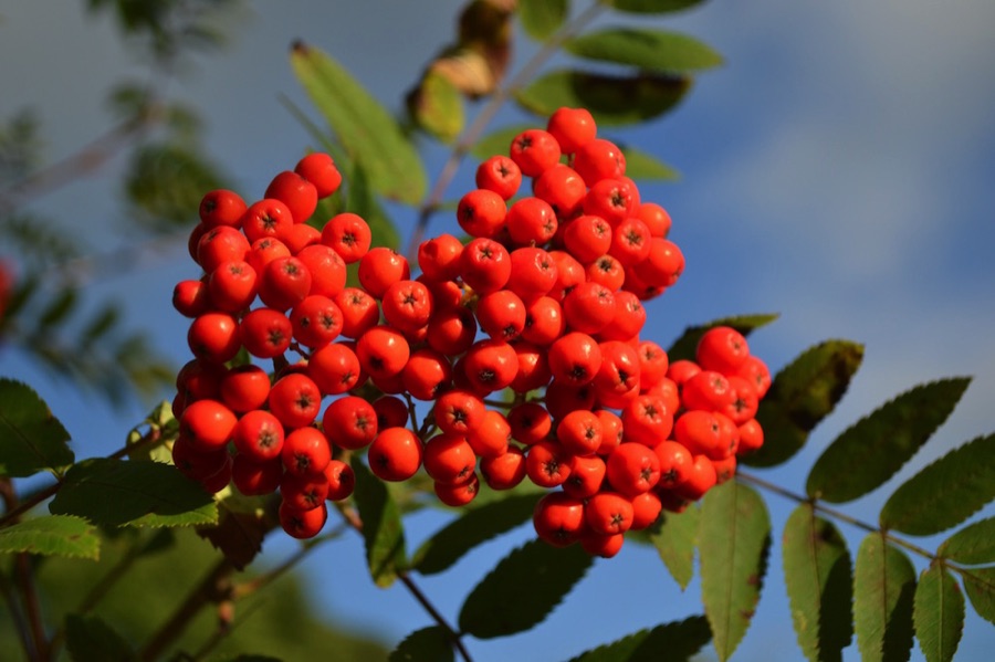 Rowan berries